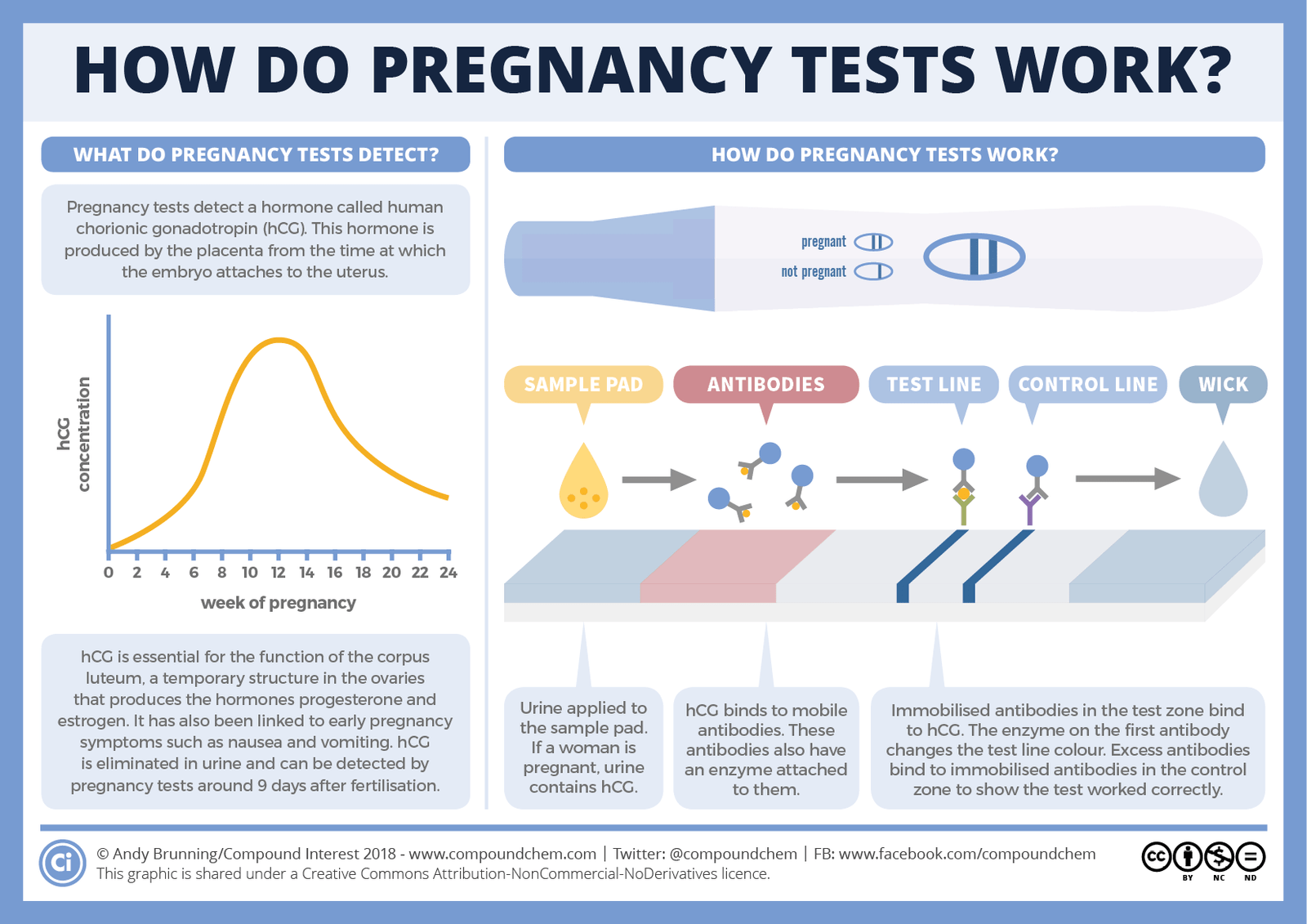 how prega news works?